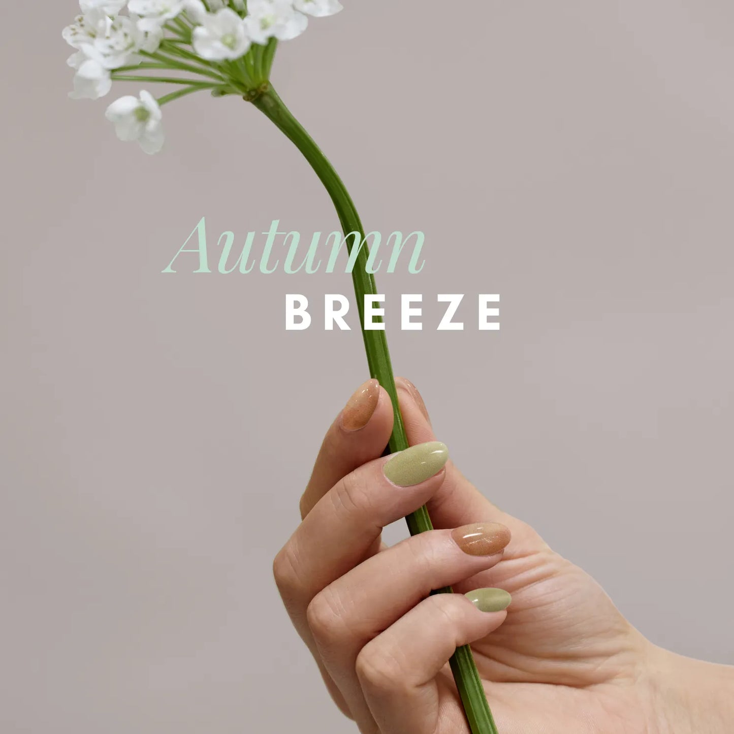 Autumn Breeze 秋日微風